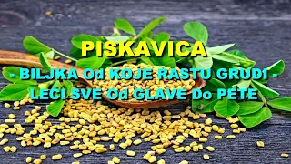 PISKAVICA - BILJKA Od KOJE RASTU GRUDI - LEČI SVE Od GLAVE Do PETE