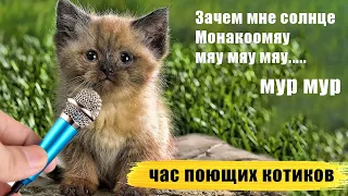 1 час поющих котиков | котики поют | singing cats