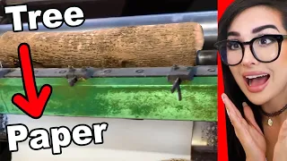 How Paper Is Made From Trees