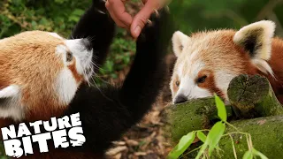 Will Shy Red Panda Survive New Home? (Part Two) | The Secret Life of the Zoo | Nature Bites