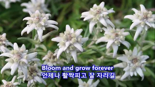 Edelweiss - Vienna Boys' Choir: with Lyrics(가사번역) ||  Lake Brienz, Switzerland on July 18, 2008