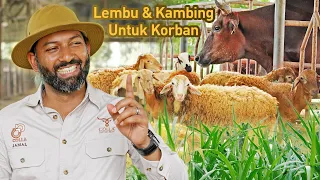 Ladang Lembu & Kambing BUMIPUTERA Terbesar di Malaysia | Colla Cattle Farm