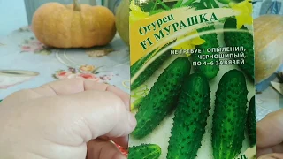 ОБЗОР семян. Огурцы🥒кабачки, тыква, арбуз🍉, дыня. Самые УРОЖАЙНЫЕ сорта и гибриды🌱ФОТО.