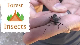 Collecting Insects in A Pine Forest