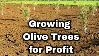 Olive Tree Farming for Profit