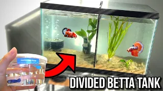 *NEW* DIVIDED BETTA ONLY FISH TANK AQUARIUM SETUP!!