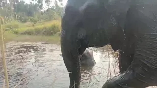 ANIMAL ADOPTION : Elephant rescued || SAVE ELEPHANTS : [Elephant Conservation][New Episode][Kaavan]