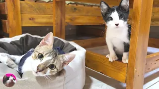 How did the rescued former stray kittens become best friends?