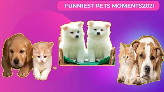 Amazing Pets Moments: You will get STOMACH ACHE FROM LAUGHING SO HARD | Funniest Pets Moments2021