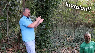 Dealing with Invasive Plants - Ivy, Privet, Mulberry, Nandina, Rose of Sharon, Vinca, Bamboo