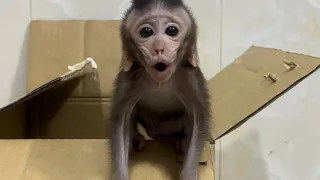 Poor baby monkey so cutie 🥰 #subscribe #youtubeshorts #video #amazing #love #shortvideo #youtube #