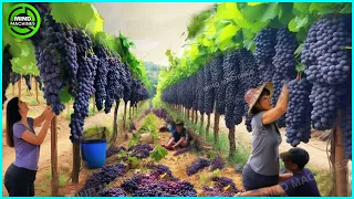 The Most Modern Agriculture Machines That Are At Another Level, How To Harvest Grapes In Farm ▶1