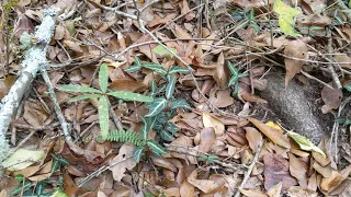 A nice patch of pipsissewa!