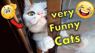 FUNNY CAT MEMES COMPILATION OF 2022 #26