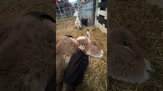 George our baby donkey left me speechless with what he just did 😍