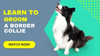 Learn to groom a Border Collie Like a Pro!