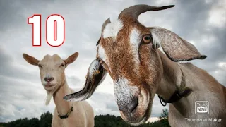 10 Interesting Facts About Goats