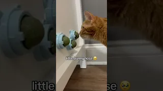 Kurt Loves Catnip Balls