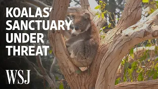 Koalas' Sanctuary Island Is Under Threat From Wildfires | WSJ