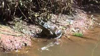 Kayaker discovers killer mutant frog