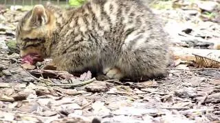 Scottish wildcats and kittens in Highland Wildlife Park, Kincraig, Scotland