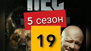 Сериал Пёс 5 сезон 19 серия