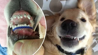 Pampered pets, animals doing human things, first world animal problems and more - Compilation