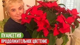 ПУАНСЕТИЯ. Продлеваем Период ЦВЕТЕНИЯ. Мои цветы. Мой опыт.