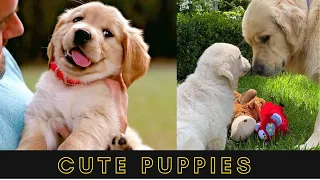 Cute dog photos | Cute puppies images | Dog photos dog pictures | Small dogs playing together | P6