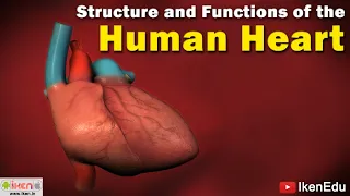 Human Heart Anatomy | Learn About Structure and Functioning of Human Heart | iKen Edu | iKen App