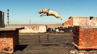 EPIC Parkour DOG –TreT | Пес Паркурист ШОК