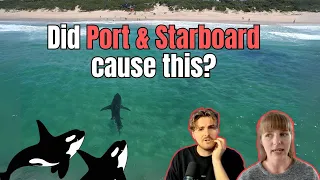 Two shark attacks in Plettenberg Bay - why?! Shark scientists discuss (ft Shark Bytes!)