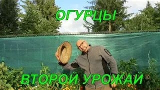 Огурцы.Второй урожай. Огород Баварский.