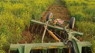 Pasando gradas tagra para matar malas hierbas