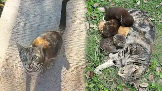 Stray Mother Cat Call The Woman To Show Her Kittens