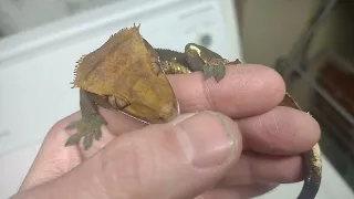 excited crested gecko
