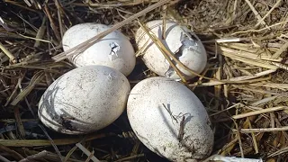 Вылупление птенцов в рязанском доме белого аиста