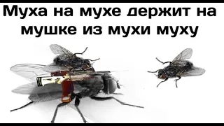 Лютые приколы. Муха на мухе держит на мушке из мухи муху