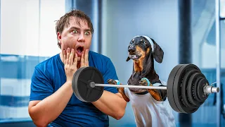 The Pain Truth about Placebo! Cute & Funny Dachshund Dog Video!