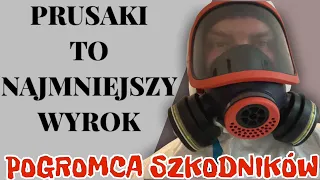 Prusaki i pluskwa jednocześnie w mieszkaniu - pluskwu łóżkowe - zwalczanie pluskiew - odpluskwianie