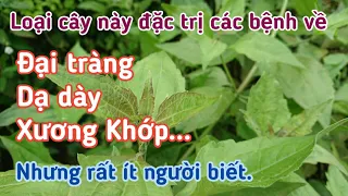 Những bài thuốc đặc trị viêm đại tràng, dạ dày, đau nhức Xương Khớp... Rất hay.