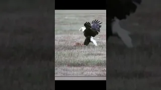 Eagle Messed With Wrong Opponent #Shorts