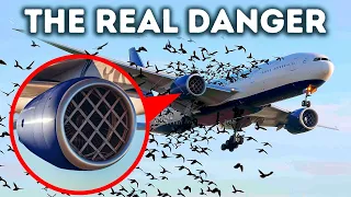 Why Planes Don't Have Bird Barriers