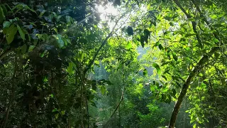 Costa Rica Rainforest/Jungle Sounds (1 hour)