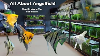 Cranking Out Angelfish! New Tank Set Ups, Preparing For The Store - Day In The Fish Room #32