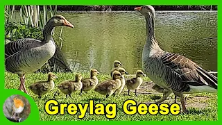 Greylag Geese and Cute Goslings