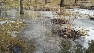 Ранняя весна в парке/скворец/голубь гоняет галку/птицы оживились(вороны, грачи, голуби)