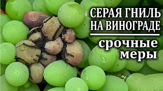 Срочные меры против серой гнили на винограде