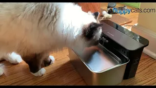 This PETLIBRO Pet Water Fountain is the Best Way to Keep Your Pet's Water Safe to Drink!