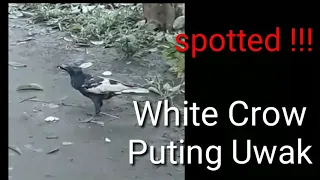 white crow / puting uwak spotted